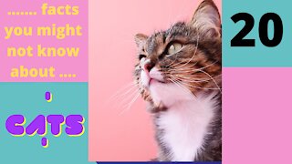 Amazing Facts You Might Not know About Cats - Part 20 of 25