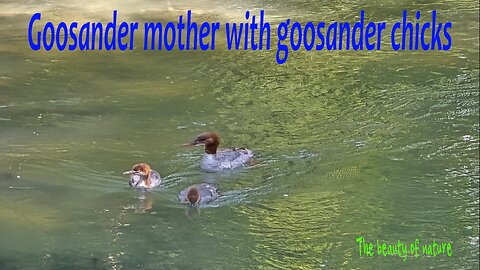 Goosander mother with goosander chicks / cute birds at the river.