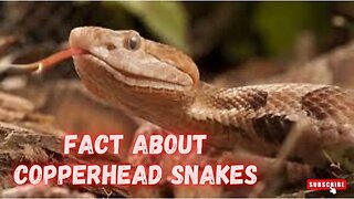 COPPERHEAD SNAKES: FACT ABOUT COPPERHEAD - Snake Discovery Channel (Documentary)