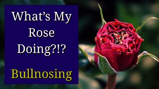 Bullnosing and Proliferation in Roses