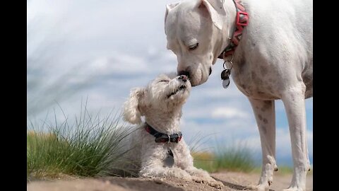 PUPPY VIDEO WITH THEIR MOTHER