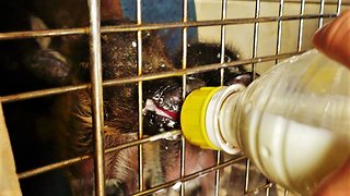 Rescued baby warthogs get bottle-fed