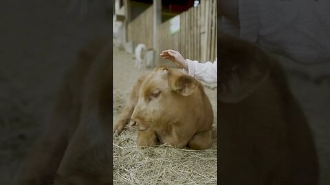 Cute animal video.