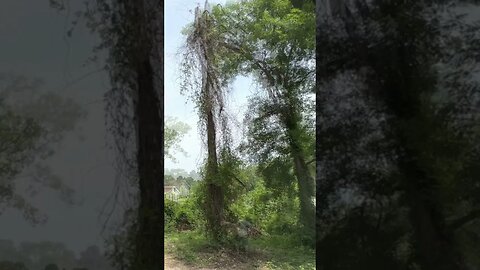 Insane Louisiana Oak Tree Removal with Double Widow Makers