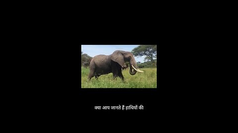 Elephant facts