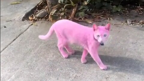 Pink cat is real!
