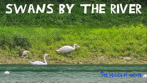 Beautiful swans by the river / beautiful swans on the other bank of a river.