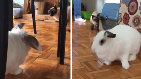 Cats shocked at presence of giant bunny rabbit