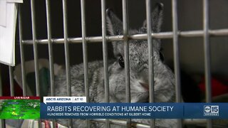 Hundreds of rabbits recovered from home in Gilbert