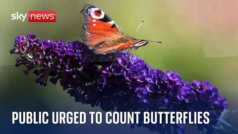 Public urged to count butterflies amid climate crisis threat