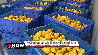 The Incredible Duck Race boasts 7,000 rubber duck race for charity