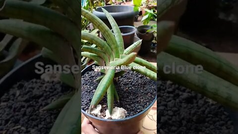 sansevieria