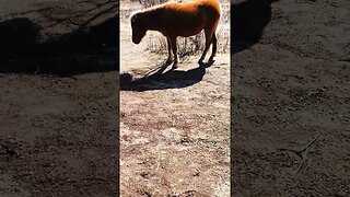 POV: You're Hiking with Wild Ponies at Grayson Highlands #shorts