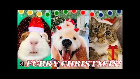 HERE ARE THE CUTEST HOLIDAY PETS TO MAKE YOUR CHRISTMAS MERRIER!!! _ Tiktok Compilation 2021.
