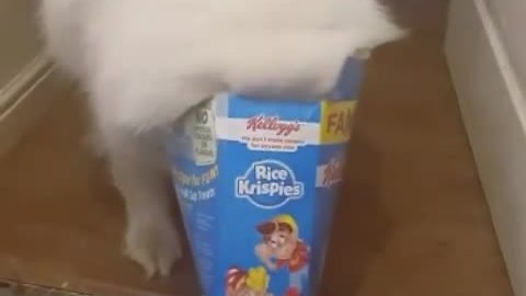 Dog Helps Himself To Snack And Gets Stuck In Box