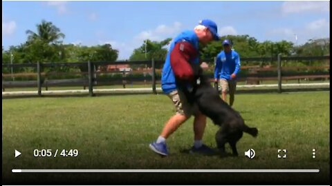 Behind the scene Footage at My Dog Trainer's Dog Training academy