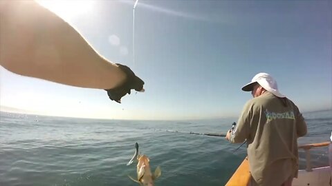 Daily Double Sportfishing Catching on Calico Bass #hookupbaits and fly line!