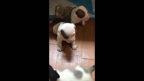 3 week old puppies barking & picking on each other