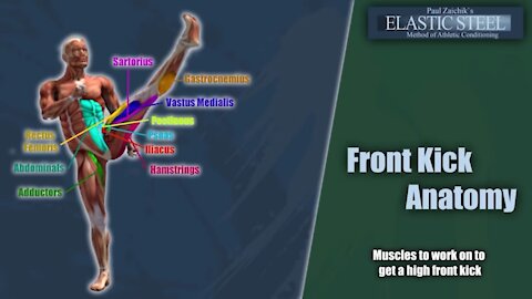 NEW! High Front Kick Anatomy and Free Exercise