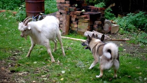 Dog fight with goat ends with incredible finale