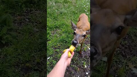 Feeding the Doe by hand 🦌