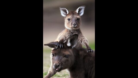 Baby !!! Kangaroos !!! Cute & Funny compilation