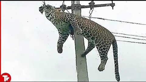 top 16 MOMENT animals get electrocuted