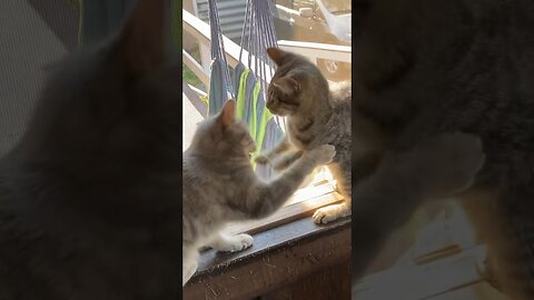 Benny’s Trio of Cats Know The Beat.