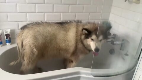 Giant Sulking Dog Hates Bath Time But Baby Helps Him (Cutest Duo EVER!!)-7