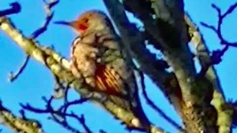 IECV NV #180 - 👀 Northern Flickers In The Maple Tree 11-2-2015