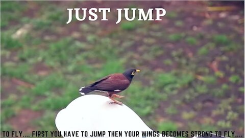 Message from Birds to Humans - Just Jump