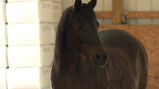 Equine therapy program helping first responders cope with pandemic-related stress, anxiety