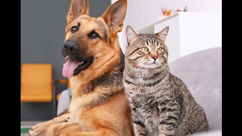 How to teach your dog and cat to get along