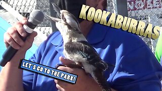 Kookaburras - Animal Spotlight