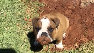 Naughty Pup Plays In Mud Straight After Wash