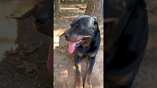 This beast COULD KILL YOU!! #rottweiler #dog #pets #funnydogs #funnyanimals #fyp #shorts