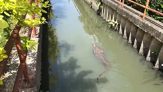 NINE-FOOT Monitor Lizard Looks at Me as LUNCH!