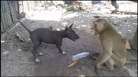 Monkey dog monkey funny monkey🐒