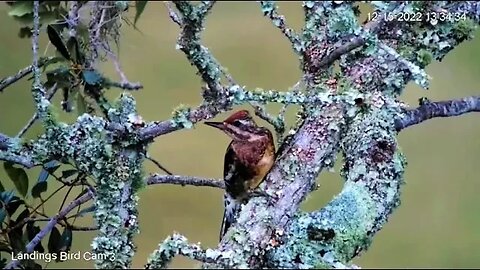 Quick Peek At a Yellow-Bellied Sapsucker 🌳 12/15/22 13:34