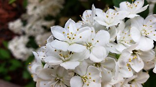 Slender Deutzia Flowers in Spring 2023