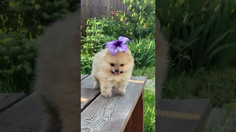 Cute dog video