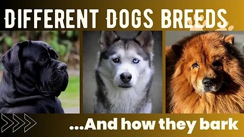 Different dog breeds barking sound