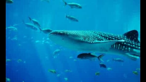 Tubarão-baleia, o gigante do mar completamente inofensivo