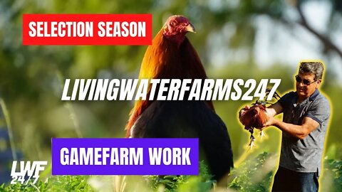 GAMEFOWL Selection Season is Here! Gamefarm Work