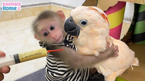 OMG!!! Smart Monkey helps dad feed baby parrots.