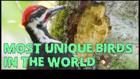 दुनिया के सबसे अनोखा पक्षी | Birds in the World | Most Unique Birds in the World WB Wild Gravity
