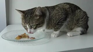 Cat Climbed on the Table to Eat