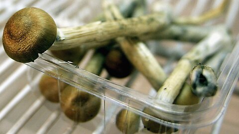 Denver Could Become First City To Decriminalize 'Magic Mushrooms'