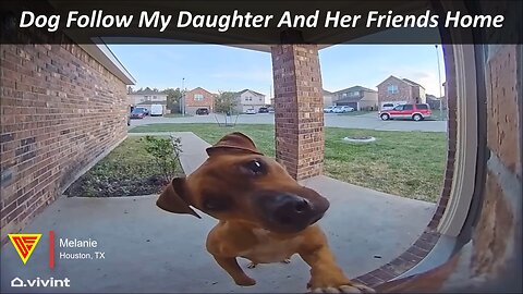 Dog Follow My Daughter And Her Friends Home Caught On Vivint Camera | Doorbell Camera Video