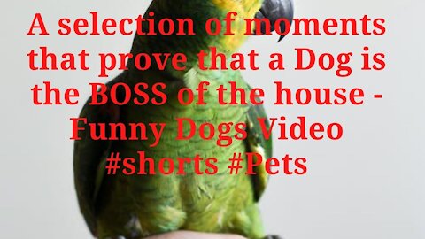 A selection of moments that prove that a Dog is the BOSS of the house #shorts #Pets